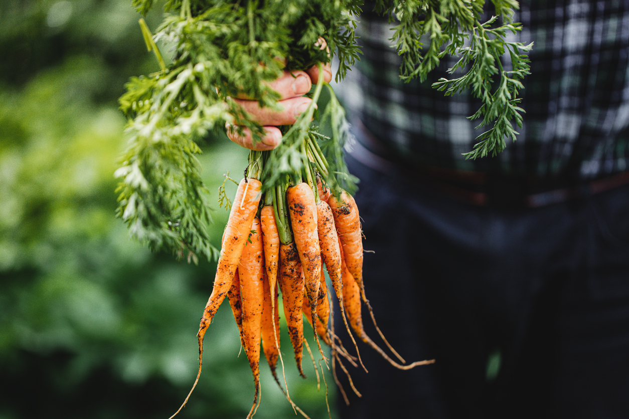 Pick Your Own Produce and More at Farms Near Redmond