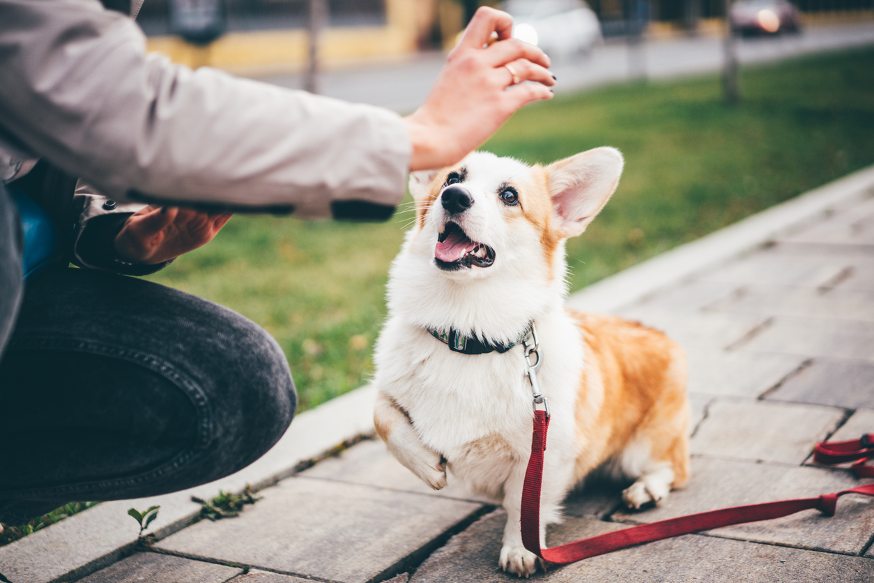 Dog Trainers Around Redmond That Will Teach Your Furry Pet New Skills