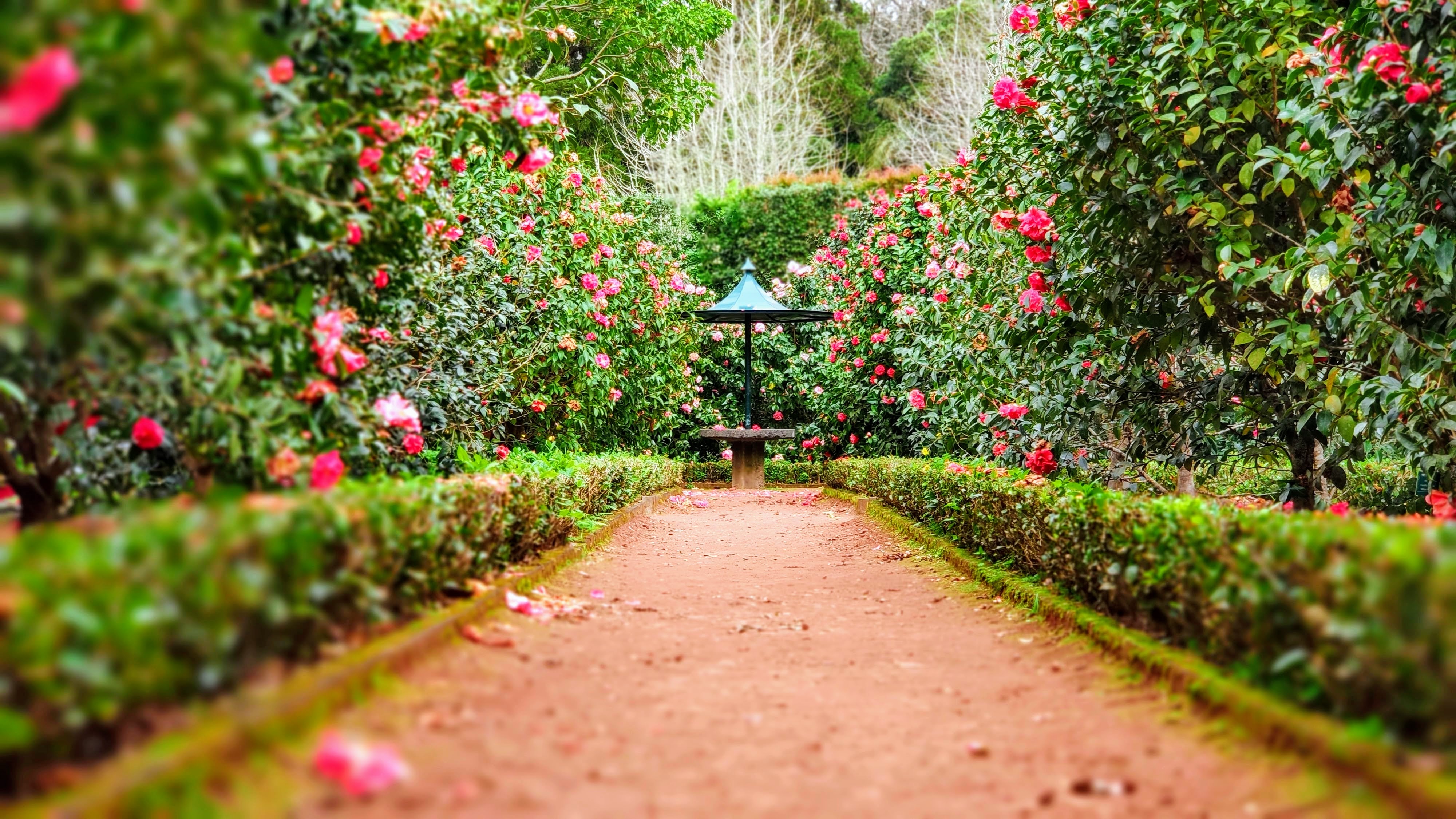 See Colorful Blooms at the Highline SeaTac Botanical Garden Near Redmond