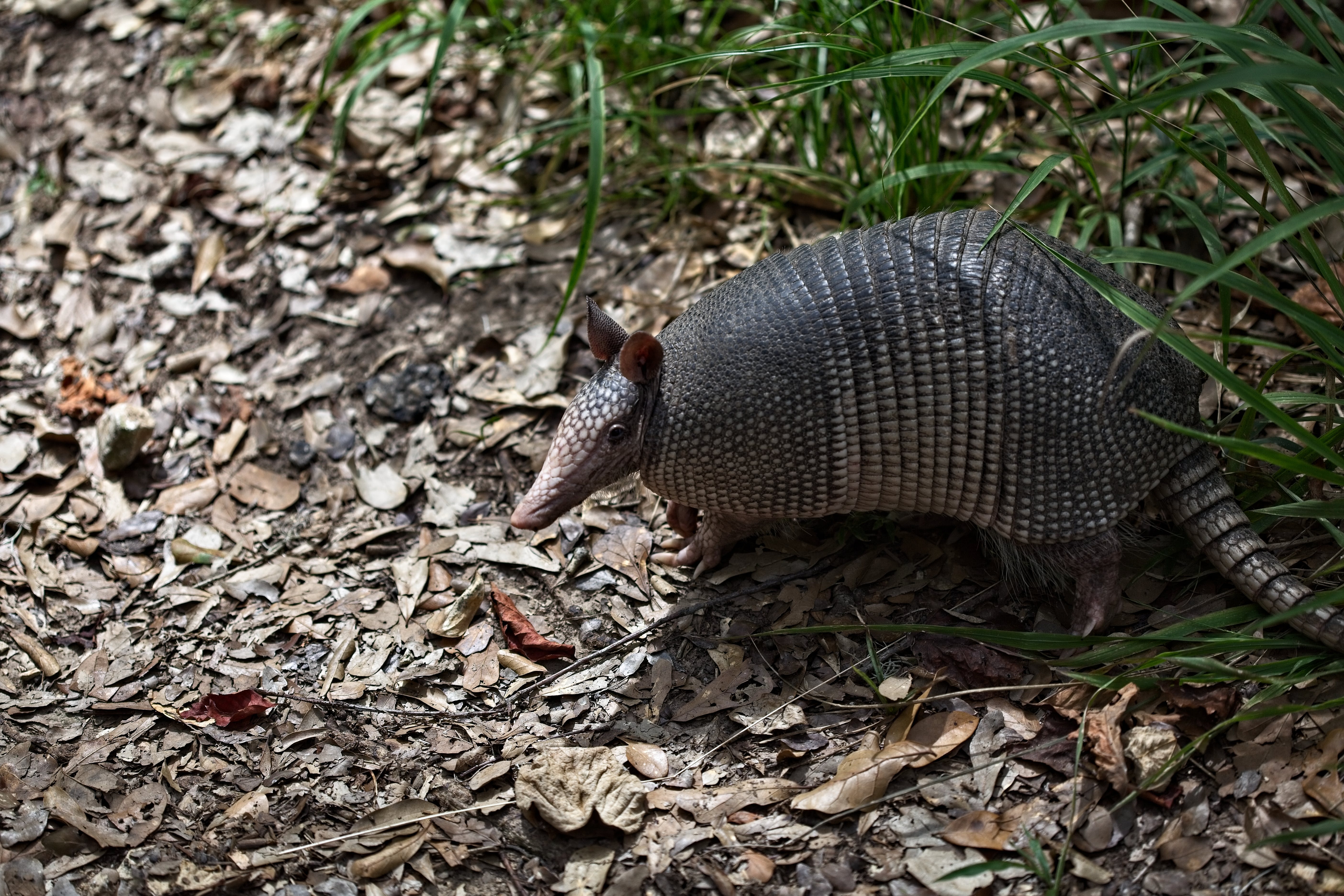 Enjoy a Wild Meet and Greet at the Woodland Park Zoo Near Redmond